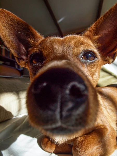 一只狗的鼻子 — 图库照片