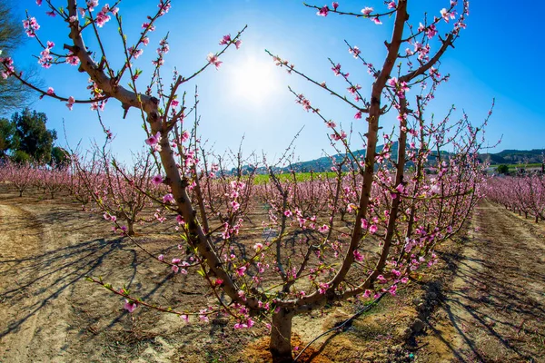 Fields of fruit trees in blossom in Cieza, Murcia