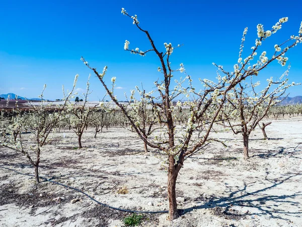 Fields of fruit trees in blossom in Cieza, Murcia