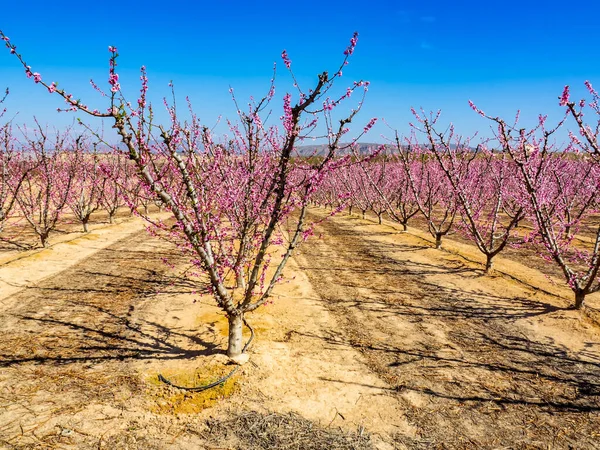Fields of fruit trees in blossom in the Murcian town of Cieza.