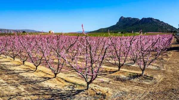 Fields of fruit trees in blossom in the Murcian town of Cieza.