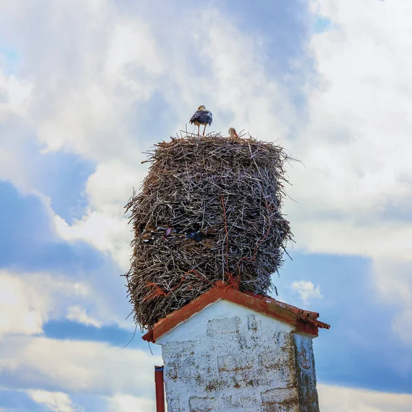 Stork Sitt Med Sin Brud — Stockfoto