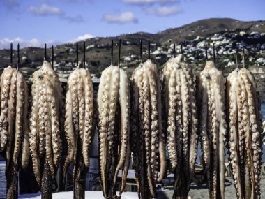 Ahtapotlar onları Salobrea 'da pişirmek için bir teknede asılıydı.