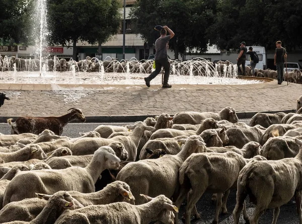 Troupeau Moutons Traverse Ville Cordoue Lors Transhumance Annuelle — Photo