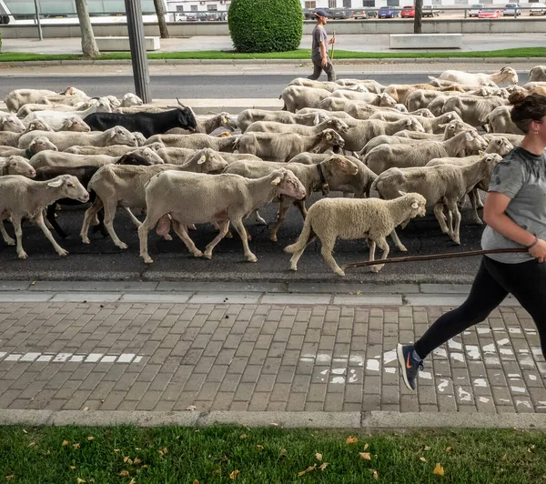 Troupeau Moutons Traverse Ville Cordoue Lors Transhumance Annuelle — Photo