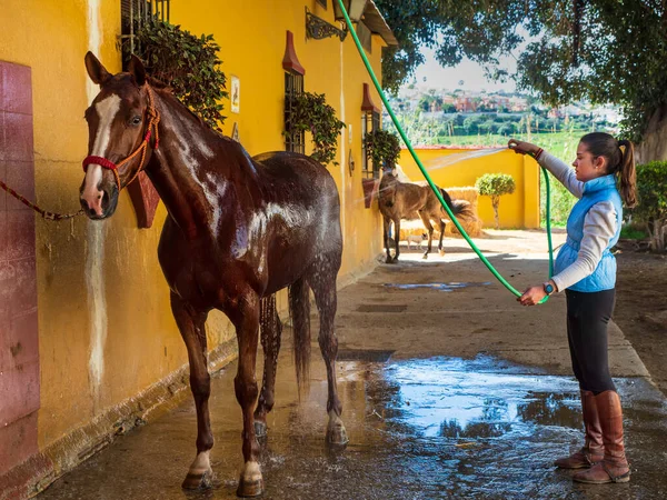 Giovane Cavaliere Che Lavora Con Suo Cavallo Nella Stalla — Foto Stock