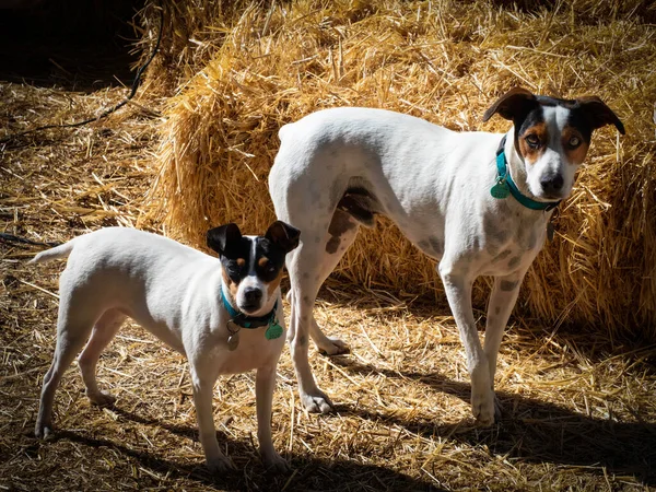 Dois Cães Estábulo — Fotografia de Stock