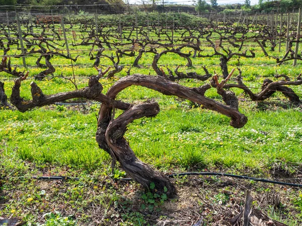 Rioja Alavesa bölgesindeki üzüm bağları