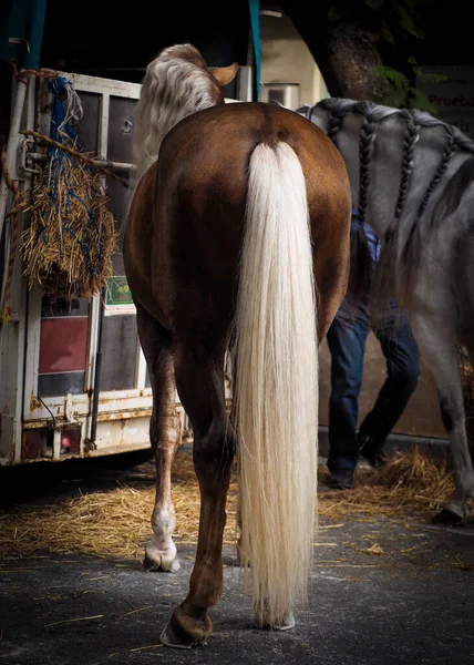 Cavallo Nella Stalla — Foto Stock