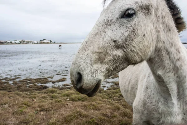 stock image Horses at liberty in the marshes of El Rocio in Huelva, Spain