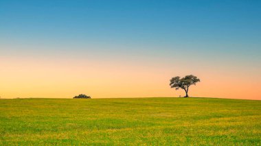 Ağaçlı ve yeşil çimenli güzel bir manzara.