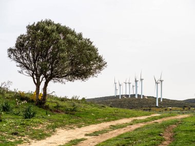 İspanya 'da yel değirmenleri ve ağaçlar. 