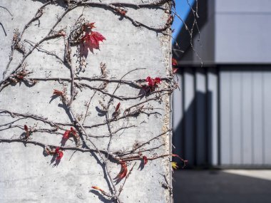 Güzel botanik fotoğrafı, doğal duvar kağıdı. 