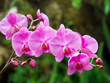 Güzel pembe orkide çiçeği