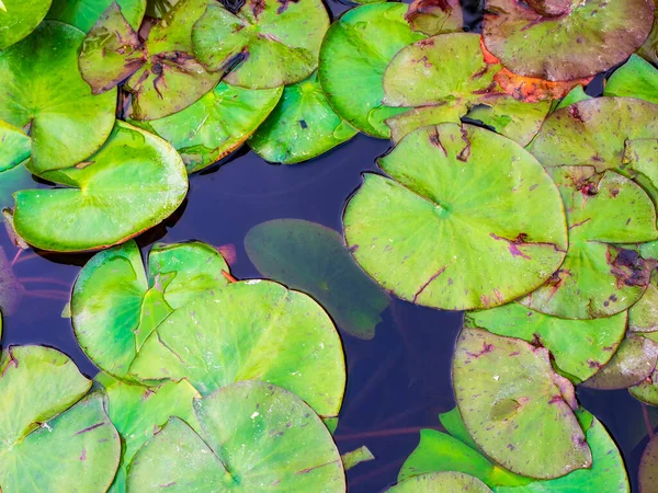 stock image beautiful water lilies in a green pond