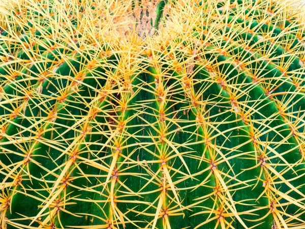 Kaktusy Ogrodzie — Zdjęcie stockowe