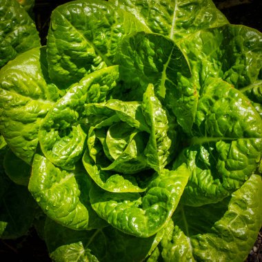 Doğada yeşil yapraklar, yakın çekim.