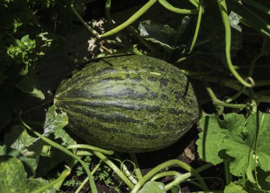 Arkadaki siyah karpuzu kapat.