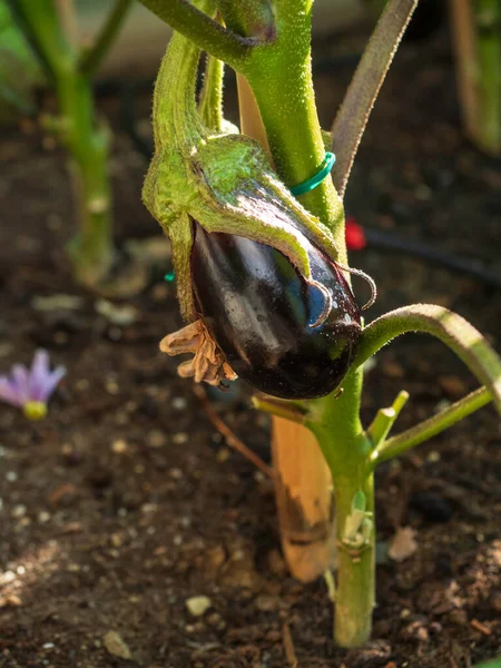 Aubergines บนสวน — ภาพถ่ายสต็อก