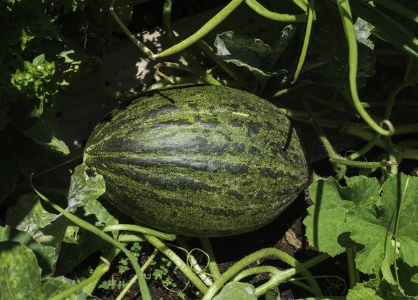 Arkadaki siyah karpuzu kapat.