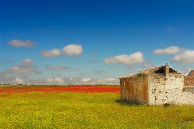 Haşhaş dolu eski bir ev.