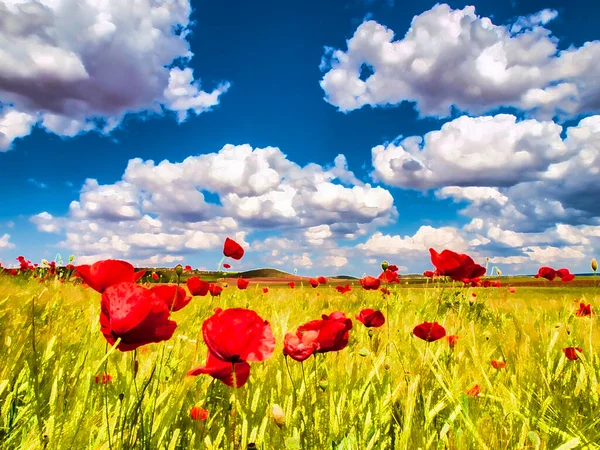 red poppies field and blue sky