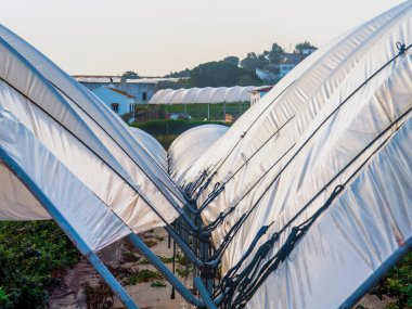 Huelva, İspanya 'da yumuşak meyve ve çilek seraları