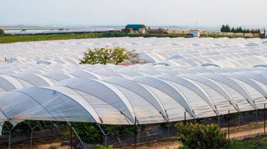 Huelva, İspanya 'da yumuşak meyve ve çilek seraları