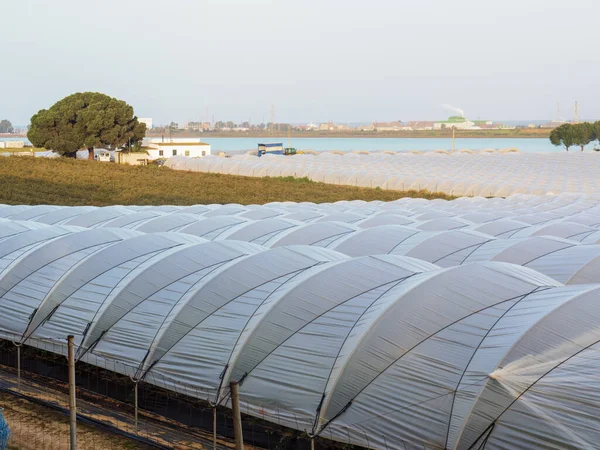 Soft fruit and strawberry greenhouses in Huelva, Spain