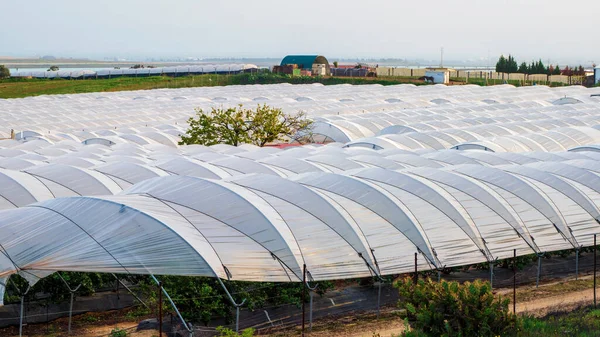 Soft fruit and strawberry greenhouses in Huelva, Spain