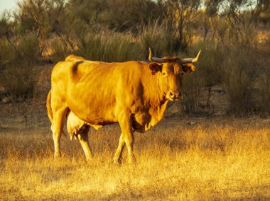 İspanya 'nın Barruecos parkındaki dağlarda otlayan bir inek.