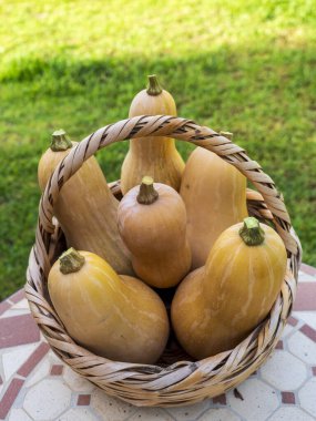 Sepette taze sarı balkabağı