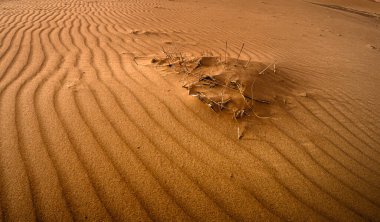 Sahra Çölü 'ndeki kum tepeleri