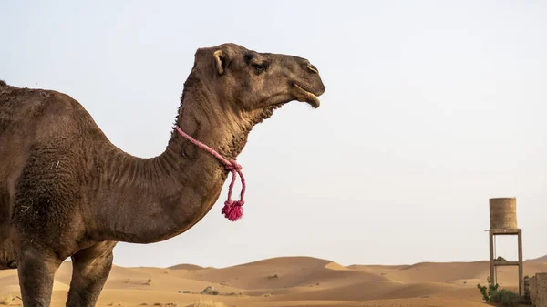Chameau Arabe Dans Désert Maroc — Photo