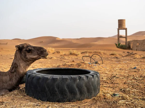 Chameau Dans Désert Maroc — Photo