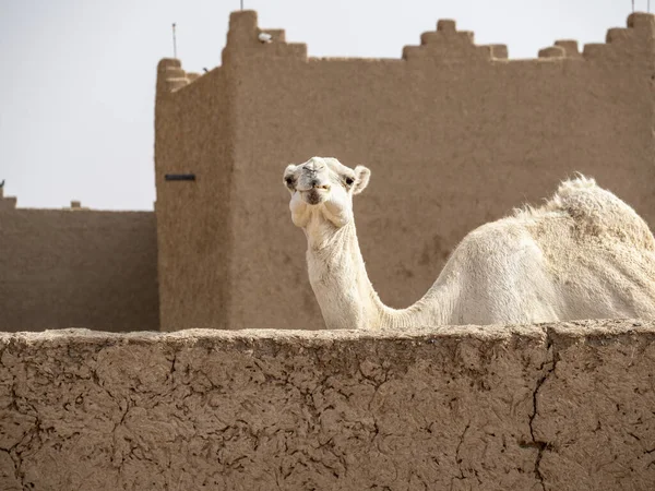Chameau Dans Désert Maroc — Photo