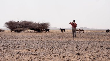 Merzouga, Fas. Eylül 2021. Genç kız Fas 'ın Sahra Çölü' nde hayvanların arasında yürüyor..