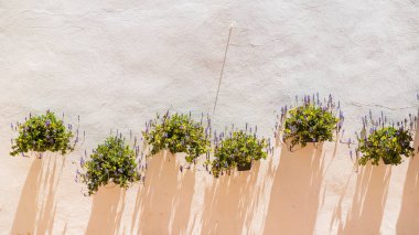 Duvarda beyaz çiçekler