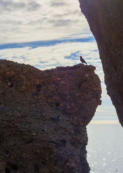 Denizde Bir Kuş — Stok fotoğraf