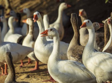 Nehir kıyısındaki parkta bir grup kaz.