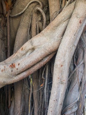 Ağacın eski kökleri