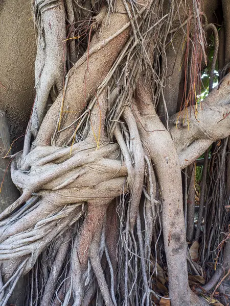 roots and tree roots