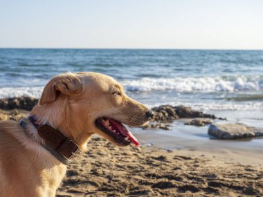Denizde sahibinin yanında bir köpek. yüksek kaliteli fotoğraf