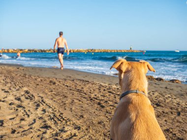 Denizde sahibinin yanında bir köpek. yüksek kaliteli fotoğraf