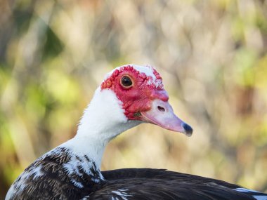 Arcos de la Frontera 'da bir grup ördek