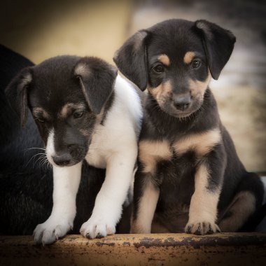 Parktaki siyah köpekler.