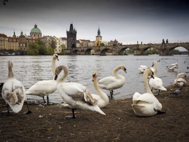 Prag 'daki Charles Köprüsü önünde bir grup kuğu.