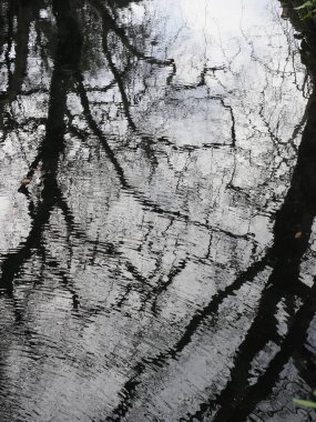 Sudaki bir ağacın yansıması.