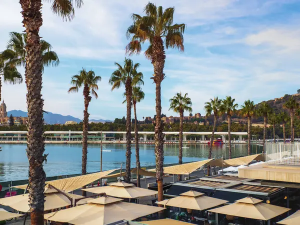 Birinci rıhtımdaki palmiye ağaçları, Mlaga.