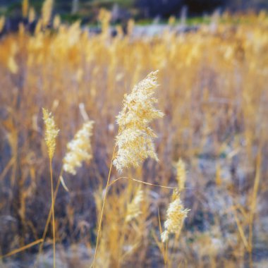 Arka planda evi olan sarı çimen tarlası.